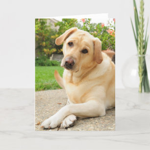 Gul Labrador hund Kort