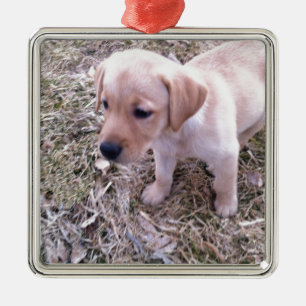 Gul Labrador Retriever Julgransprydnad Metall