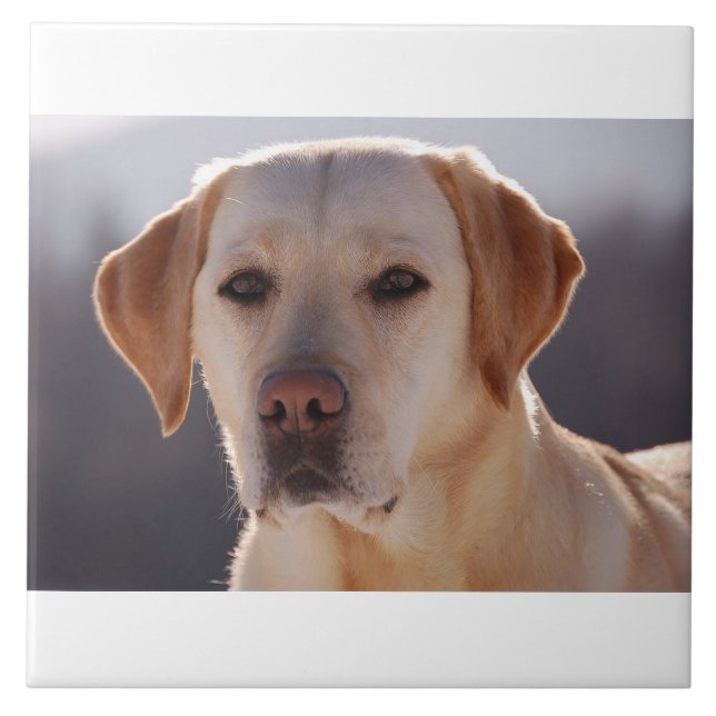 gul labrador retriever kakelplatta (Framsidan)
