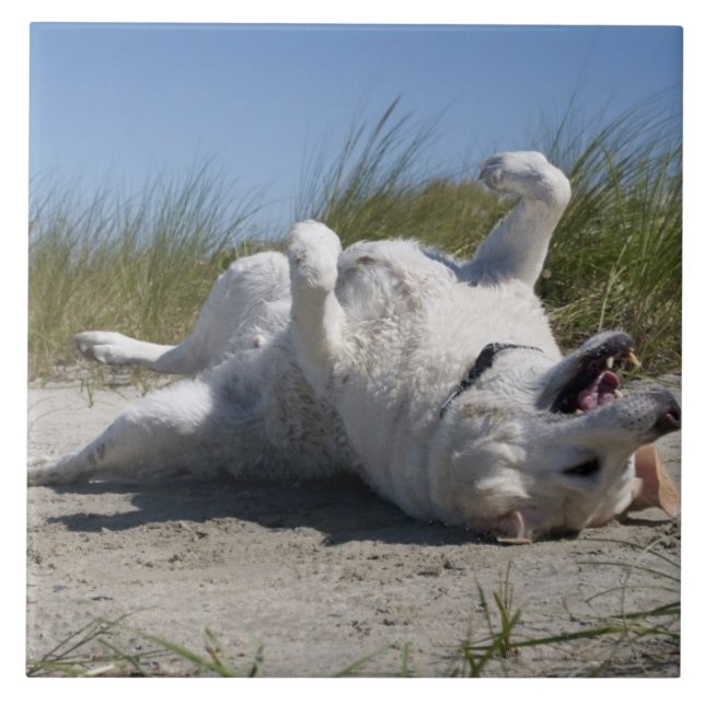 Gul Labrador Retriever Kakelplatta (Framsidan)