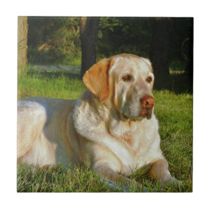 Gul Labrador Retriever Kakelplatta
