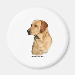 Gul Labrador Retriever Magnet