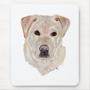 Gul Labrador Retriever Musmatta