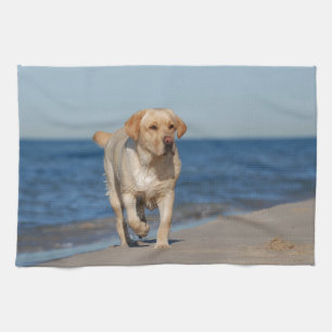 Gul labrador retriever på stranden kökshandduk