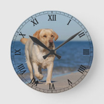 Gul labrador retriever på stranden