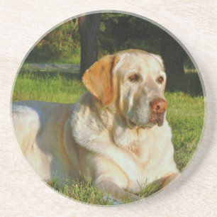 Gul Labrador Retriever Underlägg