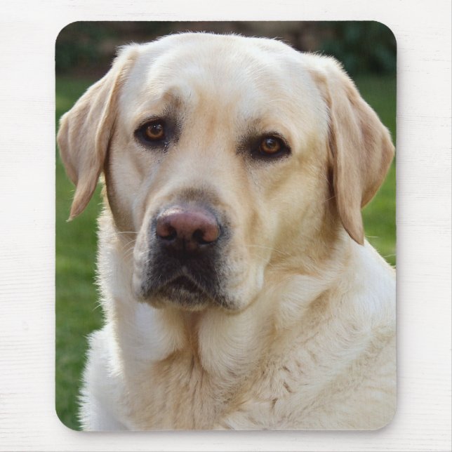 Gul Labrador Retriever Valp Musmattor (Framsidan)