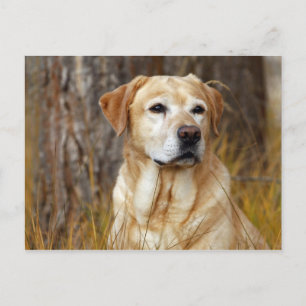 gul labrador retriever vykort