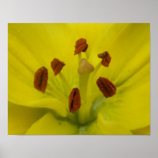 Gul Lilja Blommigtryck Poster (Framsidan)