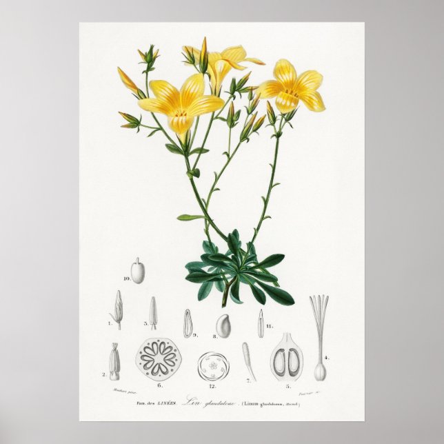 Gul linsläktet (Linum glandulosum) Poster (Framsidan)