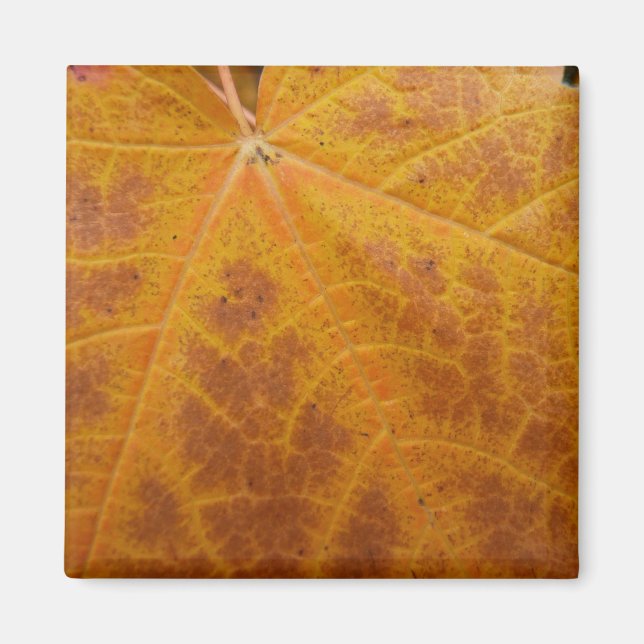 Gul lönnlöv höst abstrakt natur magnet (Framsidan)
