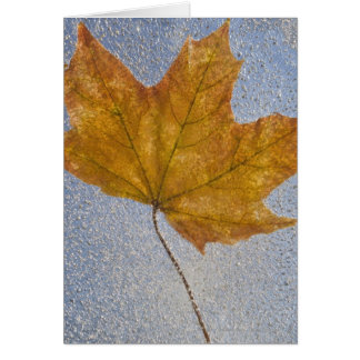 Gul lönnlöv under vatten hälsningskort