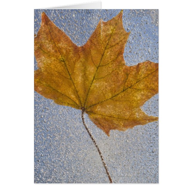 Gul lönnlöv under vatten hälsningskort (Framsidan)