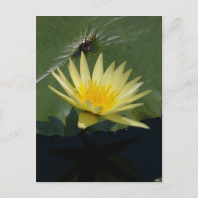 Gul Lotus Näckros Postkort Vykort (Framsida)
