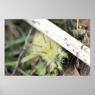 Gul luddig caterpillar poster