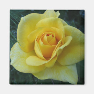 Gul magnet Rose2