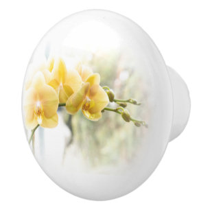 Gul malOrchid i solsken Knopp