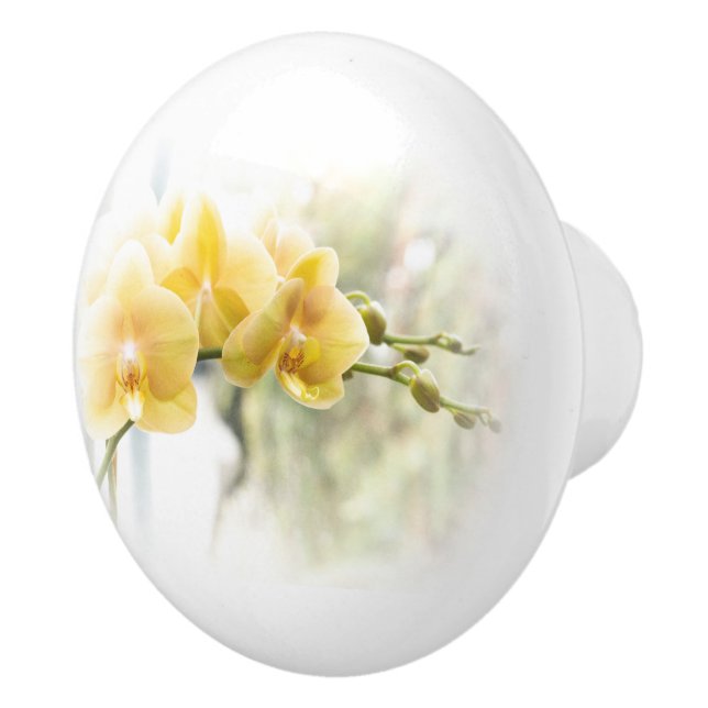 Gul malOrchid i solsken Knopp (Höger)