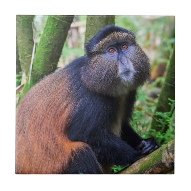 Gul markatta, Rwanda Kakelplatta (Framsidan)