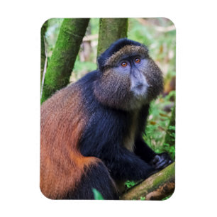 Gul markatta, Rwanda Magnet