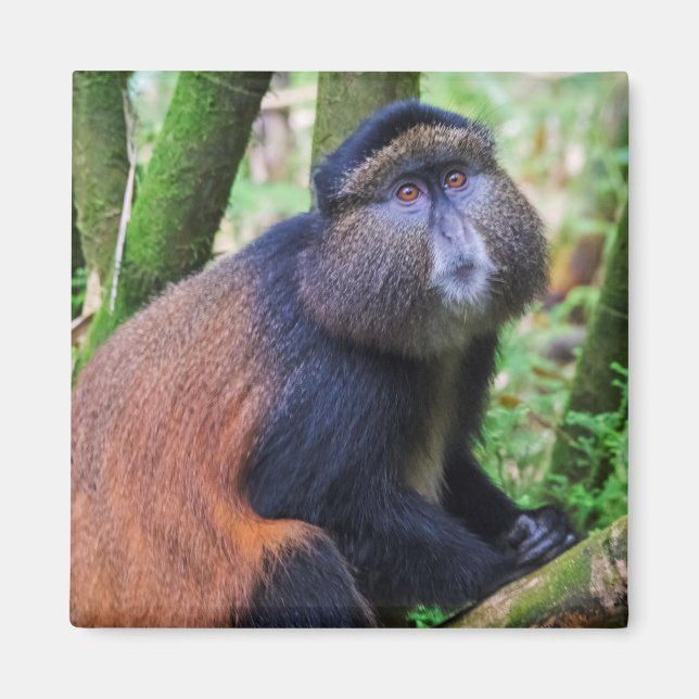 Gul markatta, Rwanda Magnet (Framsidan)