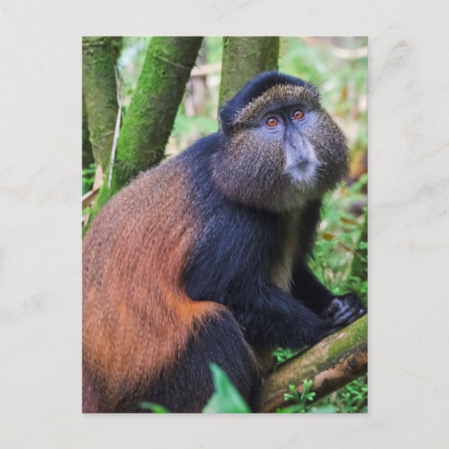 Gul markatta, Rwanda Vykort (Framsida)