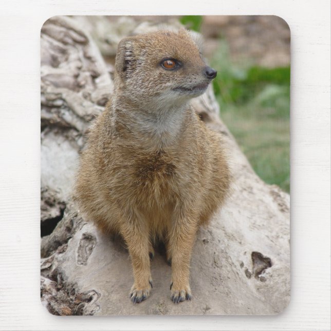 Gul mungor musmatta (Framsidan)