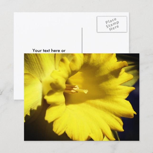 Gul Narciss Blomma Fotografi  Vykort (Fram/baksida)