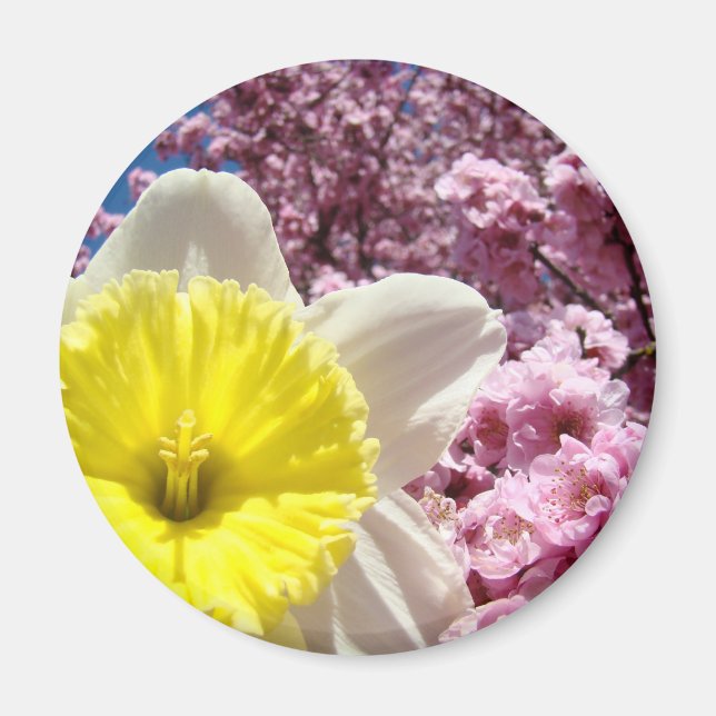 Gul Narciss Blomma Magnet Rosa Träd Blommar (Framsidan)