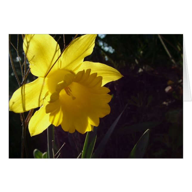 gul narcissblomma i solljus hälsningskort (Framsidan Horizontal)