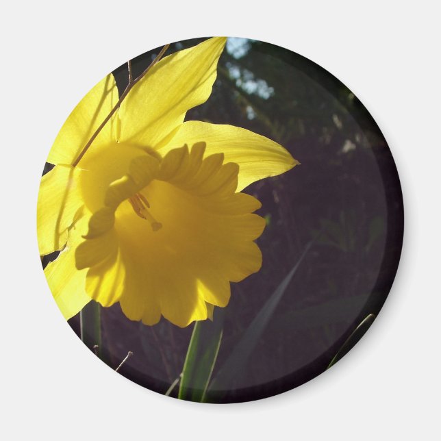 gul narcissblomma i solljus magnet (Framsidan)