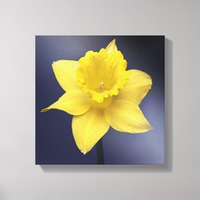 Gul Narcissus Blomma Floral akvarell Canvastryck (Framsida)