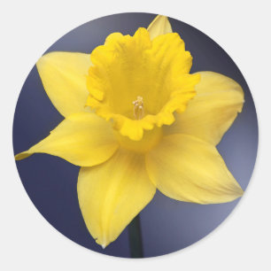 Gul Narcissus Blomma Floral akvarellmålning Runt Klistermärke