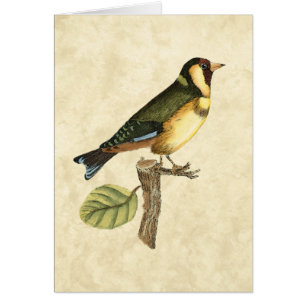Gul och grön fågel Perched på lite en gren Hälsningskort