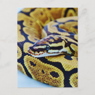 Gul och svart bollpython vilar vykort