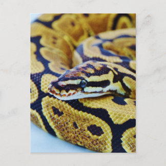 Gul och svart bollpython vilar vykort