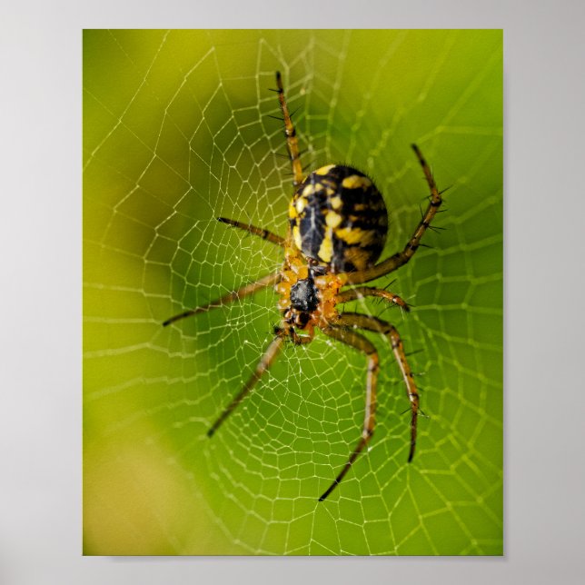 Gul och svart hjulspindel poster (Framsidan)