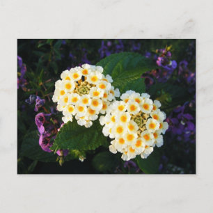 Gul och vit Lantana Vykort