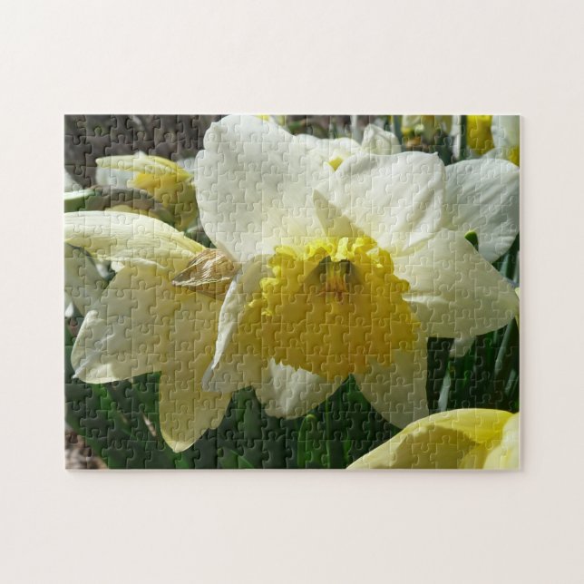 Gul och vit narciss vårblomma pussel (Horisontell)