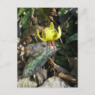 Gul Ögonlöst Lilja - Erythronium americanum Vykort