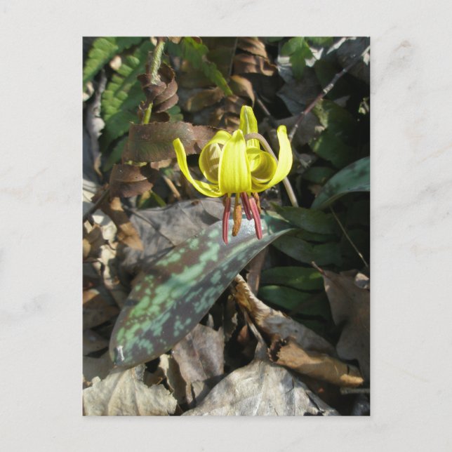 Gul Ögonlöst Lilja - Erythronium americanum Vykort (Framsida)