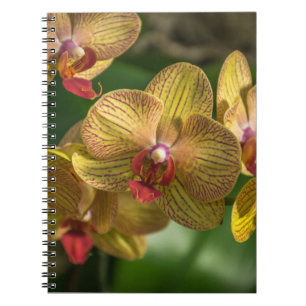 Gul orchidsanteckningsbok anteckningsbok