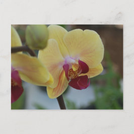 Gul orkidé från Gardenfest 2011 Vykort
