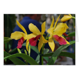 Gul orkidé från Vero Beach, FL Hälsningskort