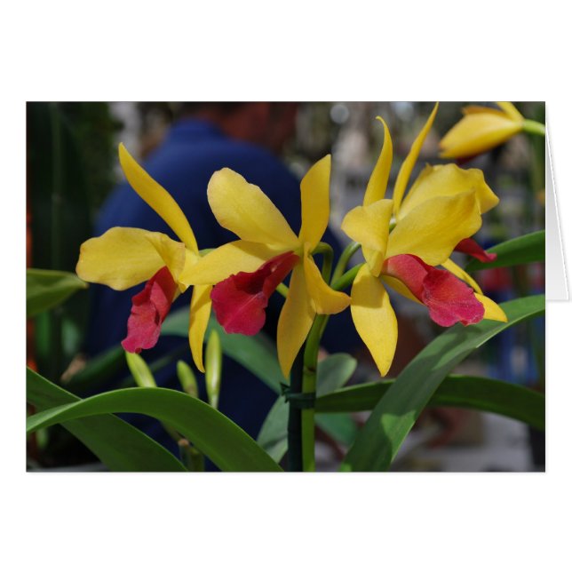 Gul orkidé från Vero Beach, FL Hälsningskort (Framsidan Horizontal)