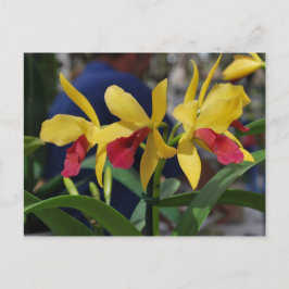 Gul orkidé från Vero Beach, FL Vykort
