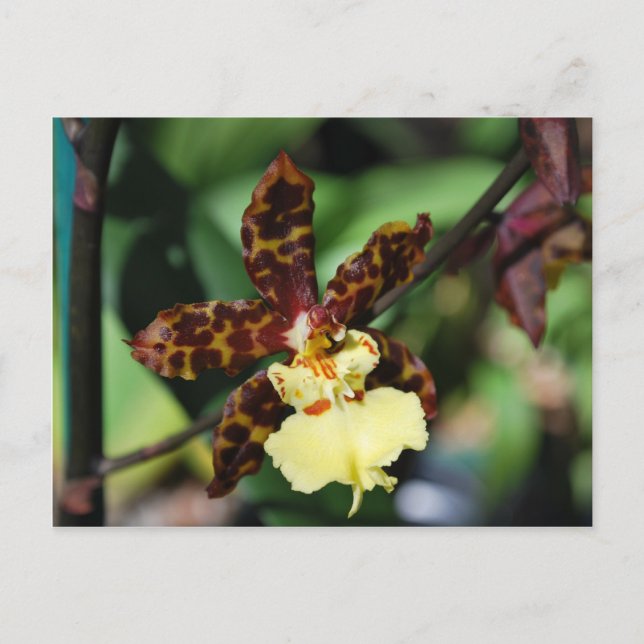 Gul orkidé från Vero Beach, FL Vykort (Framsida)