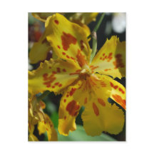 Gul orkidé från Vero Beach