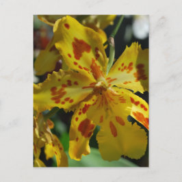 Gul orkidé från Vero Beach Vykort