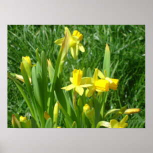 Gul påskliljaaffisch för Buttercup Poster